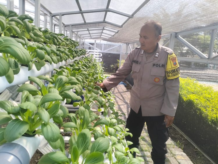 Bhabinkamtibmas Polsek Pabean Cantikan Lakukan Pembinaan Program Ketahanan Pangan Hidroponik