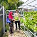 Bhabinkamtibmas Pabean Cantikan Laksanakan Pembinaan Program Ketahanan Pangan di Pekarangan Hidroponik