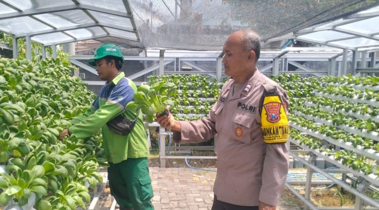Bhabinkamtibmas Laksanakan Asistensi dan Pembinaan Program Ketahanan Pangan Hidroponik di Taman Petekkan Riverside