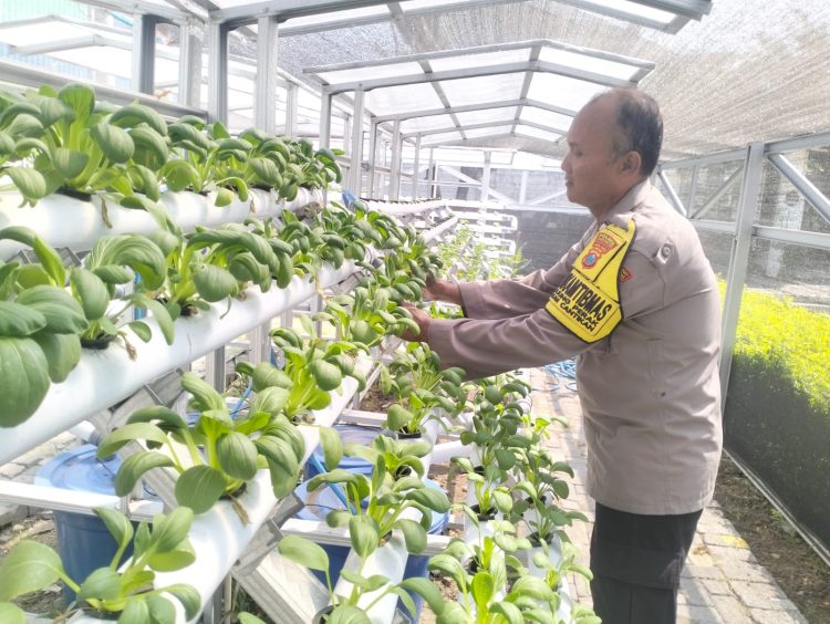 Bhabinkamtibmas Kelurahan Tanjung Perak Laksanakan Pembinaan Program Ketahanan Pangan Melalui Pekarangan Hidroponik