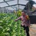 Bhabinkamtibmas Kelurahan Bongkaran Tinjau Program Ketahanan Pangan di Taman Hydroponik Petekkan