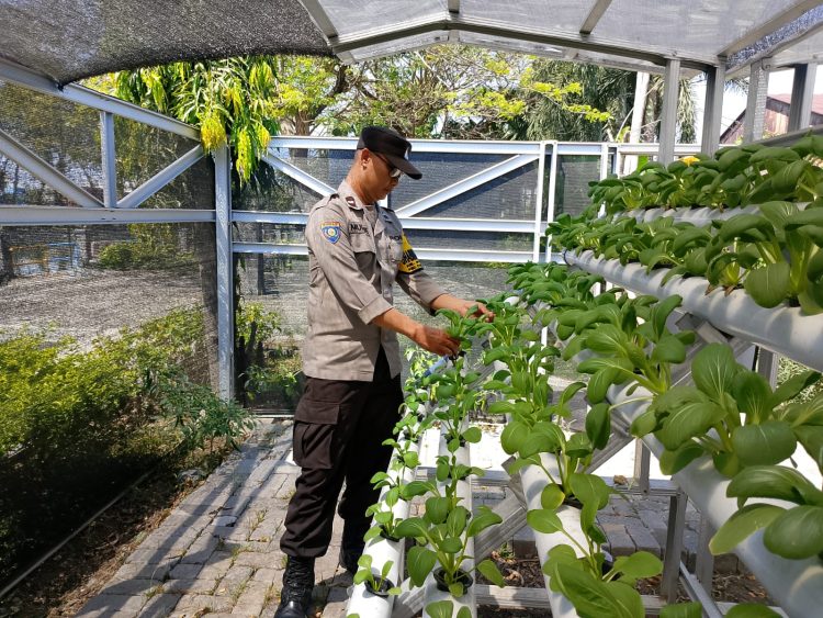 Bhabinkamtibmas Laksanakan Pembinaan Program Ketahanan Pangan di Pekarangan Hidroponik Petekkan