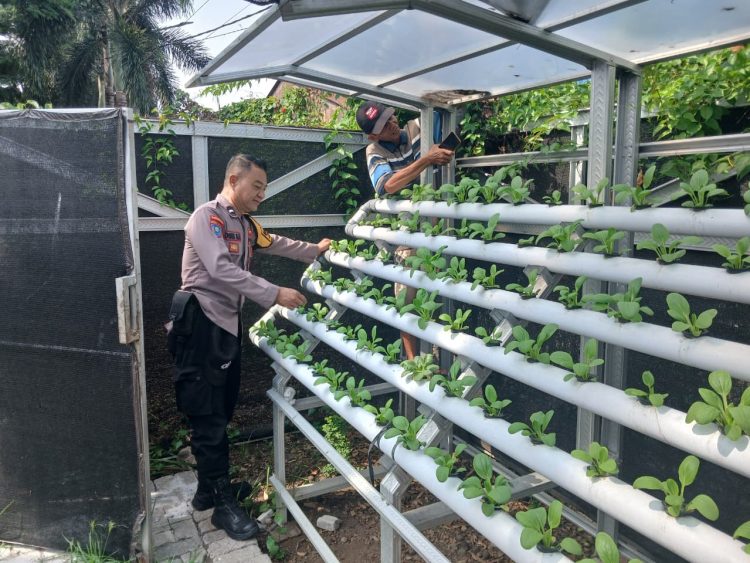 Bhabinkamtibmas Kelurahan Bongkaran Tinjau Program Ketahanan Pangan di Taman Hidroponik Petekkan