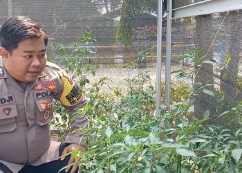 Bhabinkamtibmas Tanjung Perak Tinjau Program Ketahanan Pangan di Taman Hidroponik Petekan