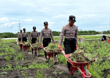 ‘Live In’ : Siswa Diktukba SPN Polda Jatim Bantu Petani Bawang Merah di Nganjuk
